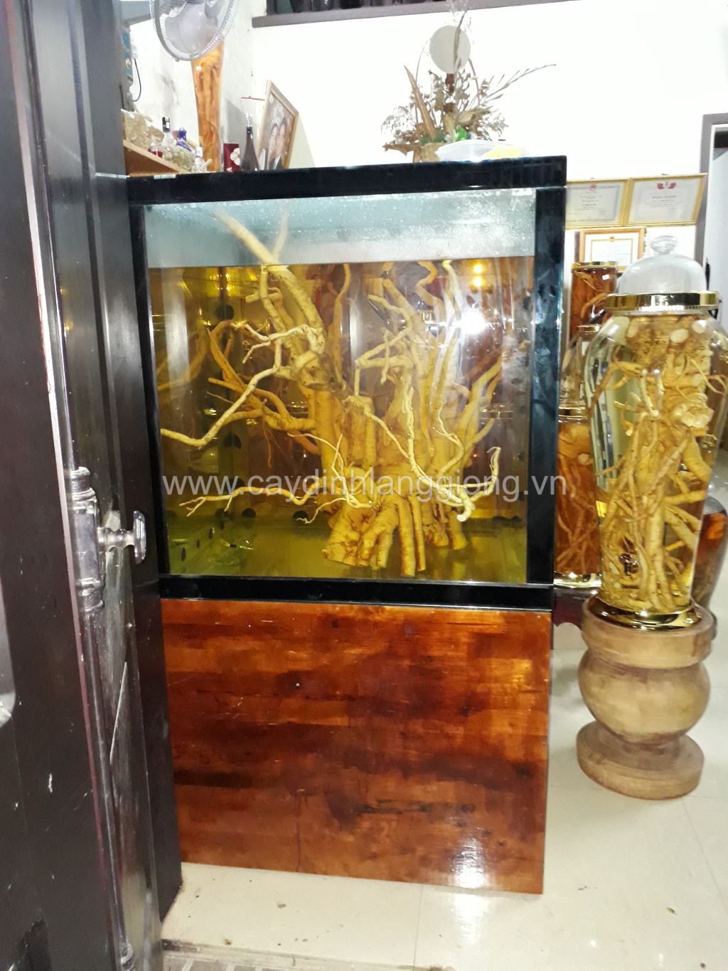 củ đinh lăng 10-20kg