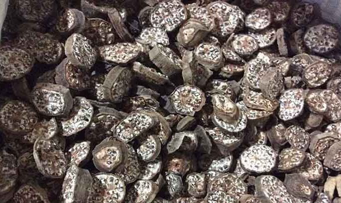 chuốt hột rừng tây bắc