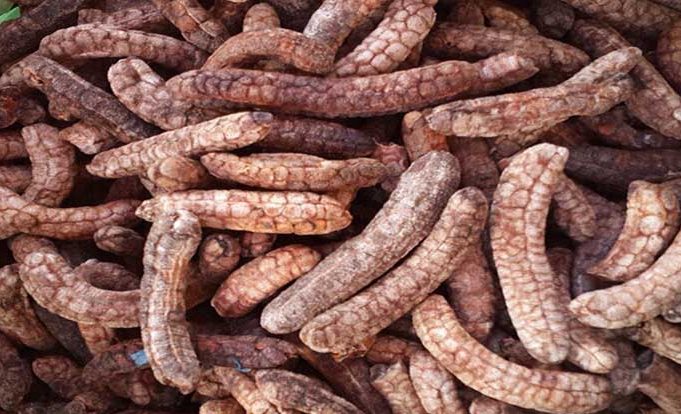 chuốt họt rừng