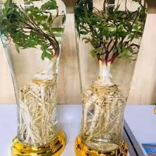 Sâm dương quy ngâm rượu